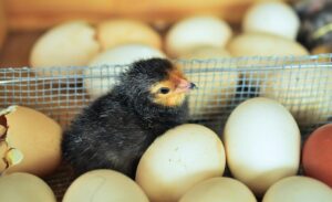 Come incubare le uova di gallina a casa?  La guida completa