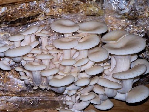 Kit per la coltivazione di funghi - Fungo di olmo