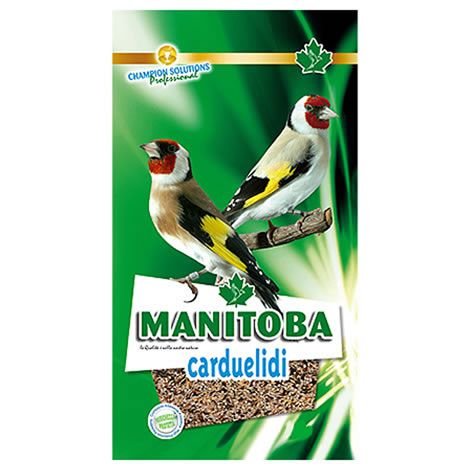 Manitoba - Cardellini misti Carduelidi,...