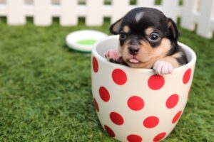 10 divertenti idee di gioco per cani che il tuo animale domestico adorerà