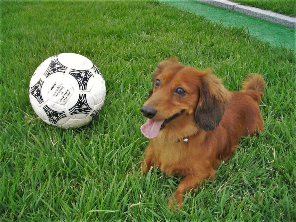 cane-con-pallone da calcio