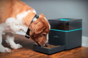 I 5 migliori alimentatori automatici per animali domestici con cui il tuo cane o gatto