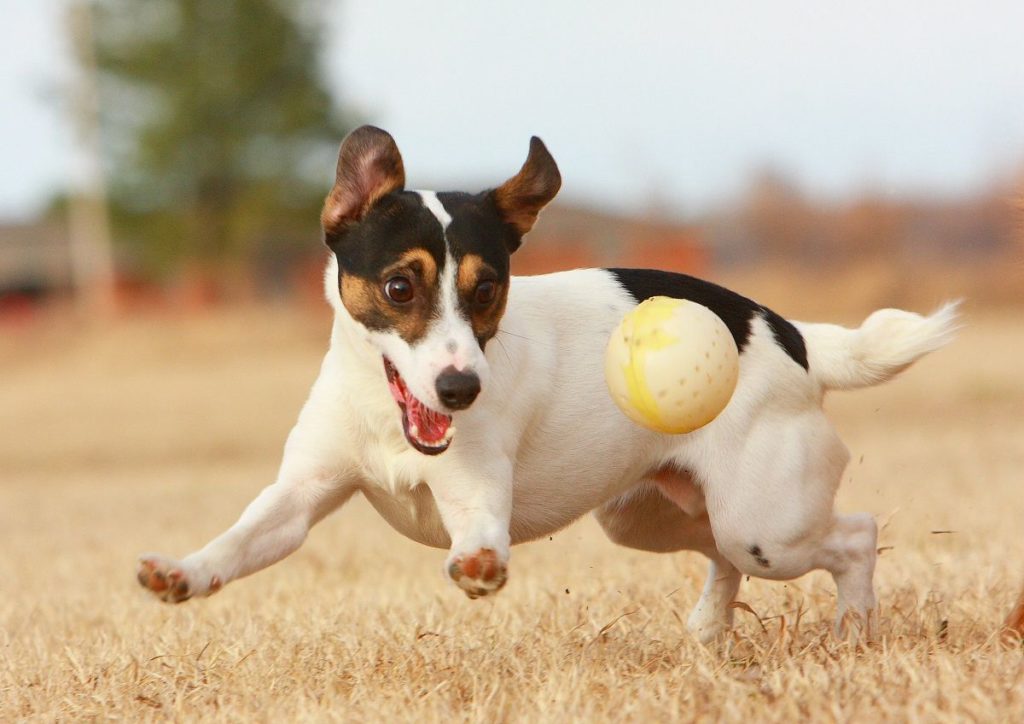 cane che corre dietro a una palla volante