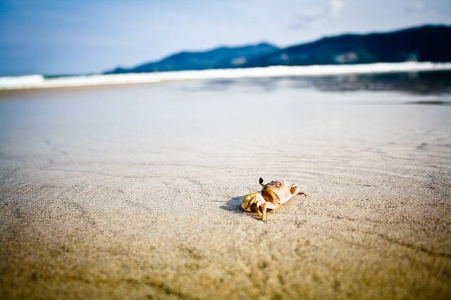 granchio nella sabbia