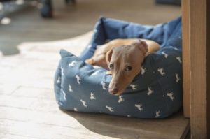 I 5 migliori letti ortopedici per cani che hanno bisogno di più comfort